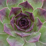Fitoterapia, tectorum do sempervivum fotografia de stock Fitoterapia, tectorum do sempervivum fotografia de stock