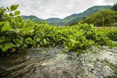 Fiume vicino della pianta acquatica verde, porcellana immagini stock libere da diritti Fiume vicino della pianta acquatica verde, porcellana immagini stock libere da diritti