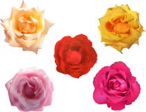 Five Bright Colors Rose Blooms On White Royalty Free Stock Photo Five Bright Colors Rose Blooms On White Royalty Free Stock Photo