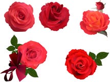 Five Bright Red Rose Blooms On White Stock Photo