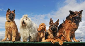 Five Dogs Stock Photos Five Dogs Stock Photos