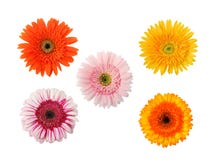 Five flowers isolated