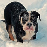 Five month puppy of Old English Bulldog, playing in winter landscape