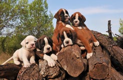 Five Puppies Boxer Stock Images Five Puppies Boxer Stock Images