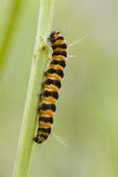 Five Spot Burnet Caterpillar Royalty Free Stock Photography