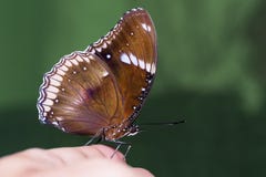 fjäril eggfly utmärkt arkivbild fjäril eggfly utmärkt arkivbild