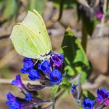 Fjäril Gonepteryx, den växtPulmonaria dacicaen Simonk arkivfoton Fjäril Gonepteryx, den växtPulmonaria dacicaen Simonk arkivfoton