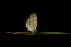 Fjäril i en remsa av gräs fotografering för bildbyråer Fjäril i en remsa av gräs fotografering för bildbyråer