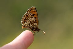 Fjäril på ett finger royaltyfria bilder Fjäril på ett finger royaltyfria bilder