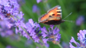 fjärilen blommar lavendel fjärilen blommar lavendel