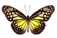 FjärilsartParantica aspasia royaltyfria foton FjärilsartParantica aspasia royaltyfria foton
