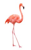 Flamant d'oiseau Flamant d'oiseau