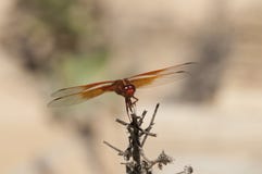 Flame Skimmer libellula saturata Dragon fly over Water Royalty Free Stock Photography Flame Skimmer libellula saturata Dragon fly over Water Royalty Free Stock Photography