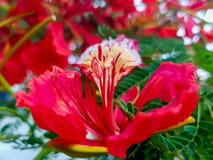 Flame tree flower, Delonix regia. Close-up view of a beautiful red tropical flower royalty free stock photo Flame tree flower, Delonix regia. Close-up view of a beautiful red tropical flower royalty free stock photo