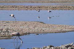 Flamengos w flamenco rezerwie w Salar De Atacama obraz stock Flamengos w flamenco rezerwie w Salar De Atacama obraz stock