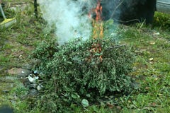 Flames of fire burning bush stock images Flames of fire burning bush stock images