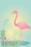 Flamingo Royalty Free Stock Images Flamingo Royalty Free Stock Images