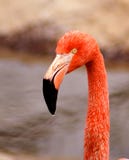 Flamingo Stock Image Flamingo Stock Image