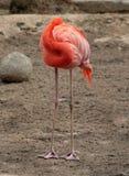Flamingo Stock Images