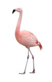 Flamingo bird walking left on white