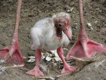 Flamingo chick first steps stock image Flamingo chick first steps stock image
