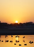 flamingo immagine stock flamingo immagine stock