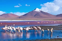 Flamingo i Laguna Colorada, Bolivia arkivfoton Flamingo i Laguna Colorada, Bolivia arkivfoton