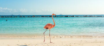Flamingo na praia Ilha de Aruba fotografia de stock Flamingo na praia Ilha de Aruba fotografia de stock
