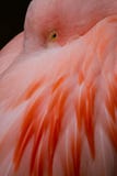 Flamingo (Phoenicopteridae) Royalty Free Stock Photos Flamingo (Phoenicopteridae) Royalty Free Stock Photos