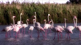 Flamingo's Flamingo's