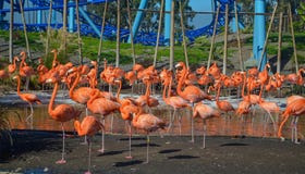 Flamingo's royalty-vrije stock afbeeldingen Flamingo's royalty-vrije stock afbeeldingen