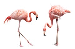 Flamingo twee