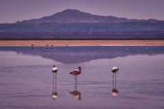 Flamingos cor-de-rosa que vadeiam no parque de Atacama, o Chile imagem de stock royalty free Flamingos cor-de-rosa que vadeiam no parque de Atacama, o Chile imagem de stock royalty free