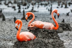 Flamingos On The Nests Royalty Free Stock Photography
