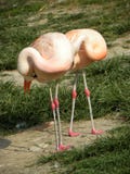 Flamingos pink zoo birds stock photography Flamingos pink zoo birds stock photography