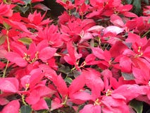 Flammande sidor för röd färg av julstjärnaväxter arkivbild Flammande sidor för röd färg av julstjärnaväxter arkivbild