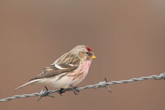 Flammea comum dos acanthis do Redpoll que senta-se em um arame farpado fotos de stock royalty free Flammea comum dos acanthis do Redpoll que senta-se em um arame farpado fotos de stock royalty free
