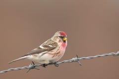 Flammea comune di Acanthis del redpoll fotografie stock libere da diritti Flammea comune di Acanthis del redpoll fotografie stock libere da diritti