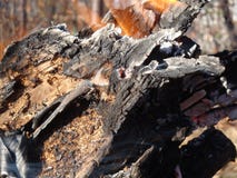 Flammen kriechen herauf die Seite eines Stückes Brennholzes in einem offenen Lagerfeuer stockfoto Flammen kriechen herauf die Seite eines Stückes Brennholzes in einem offenen Lagerfeuer stockfoto