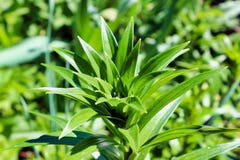 Flanca leluja kwiat Zielona ogrodowa ro?lina zdjęcia stock Flanca leluja kwiat Zielona ogrodowa ro?lina zdjęcia stock
