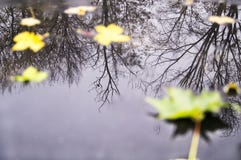 Flare of autumn trees and leaves in a puddle stock image Flare of autumn trees and leaves in a puddle stock image