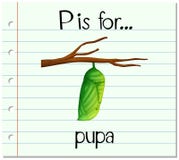 Flashcard letter P is for pupa