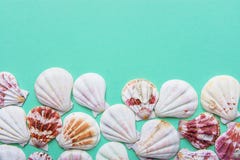Flat white pink brown sea shells arranged in border frame on turquoise pastel background. Copy space. Template for card poster. royalty free stock photos Flat white pink brown sea shells arranged in border frame on turquoise pastel background. Copy space. Template for card poster. royalty free stock photos