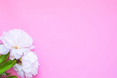 Flatlay with pink peon flowers on pink background. Copy space. royalty free stock photography Flatlay with pink peon flowers on pink background. Copy space. royalty free stock photography