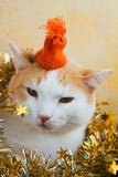 Flaumige Katze in der orange Strickmütze stockfoto Flaumige Katze in der orange Strickmütze stockfoto