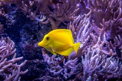Flavescens jaunes de Zebrasoma de saveur image libre de droits Flavescens jaunes de Zebrasoma de saveur image libre de droits