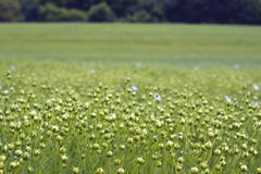  flax foto de stock