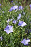  flax fotos de stock