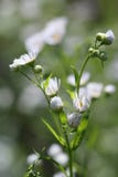 Fleabane annuel d'annuus d'Erigeron ou fleabane de marguerite dans l'environnement naturel photographie stock Fleabane annuel d'annuus d'Erigeron ou fleabane de marguerite dans l'environnement naturel photographie stock