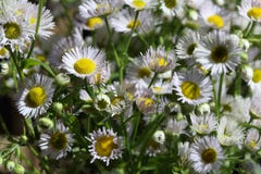 Fleabane annuel se développant d'annuus d'Erigeron ou fleabane de marguerite dans l'environnement naturel photos libres de droits Fleabane annuel se développant d'annuus d'Erigeron ou fleabane de marguerite dans l'environnement naturel photos libres de droits